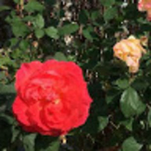 Meet your Posher, Yasmin